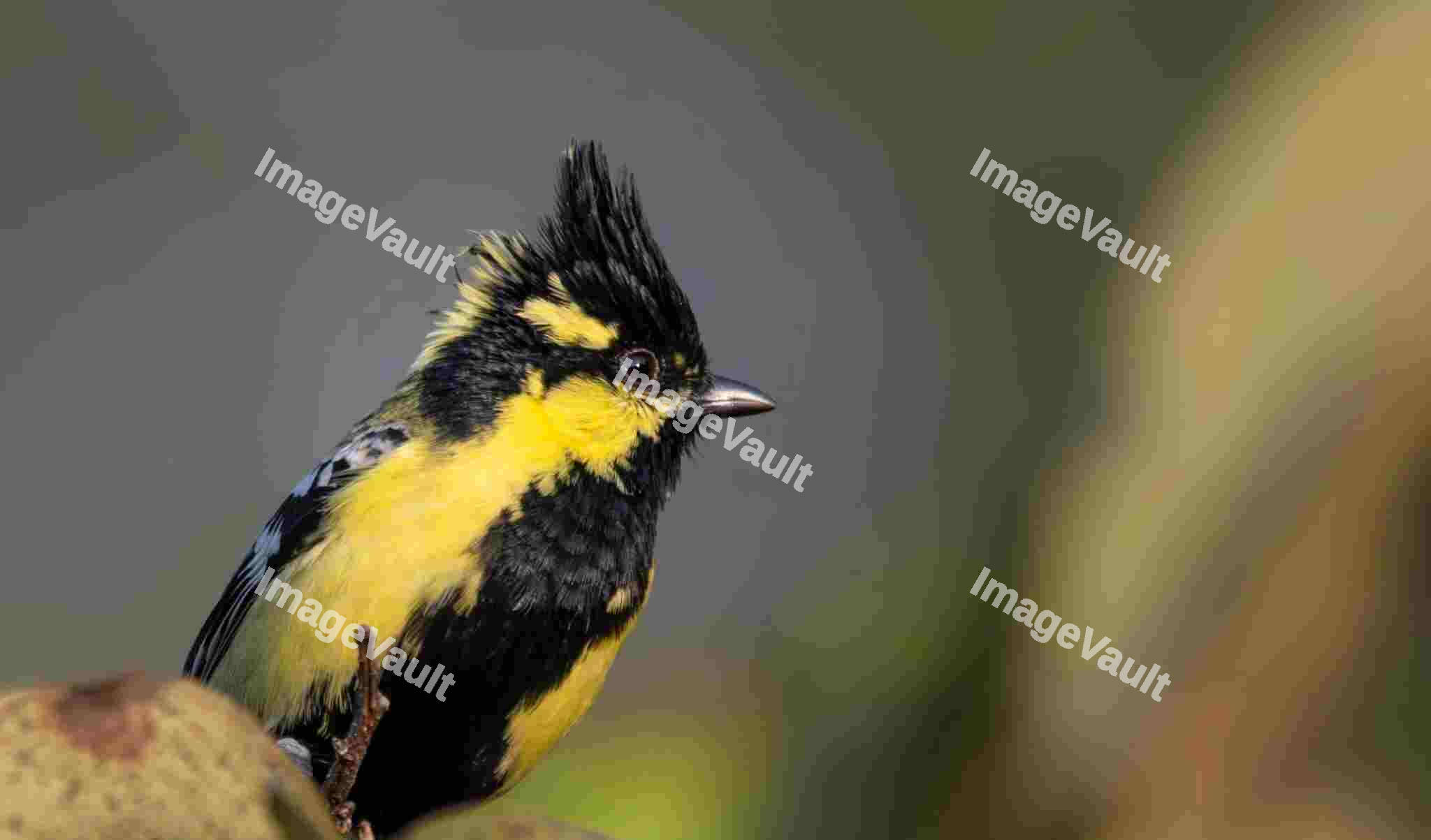 Himalayan black-Lored Tit